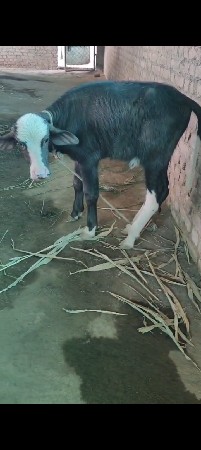 ભેંસ વેચવાની છે