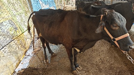 થંબનેલ 3