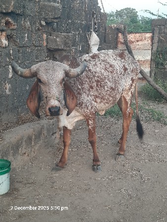 थंबनेल 3