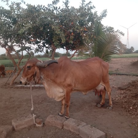 थंबनेल 2