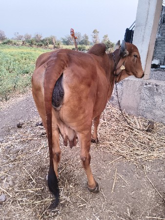 વેચવાની