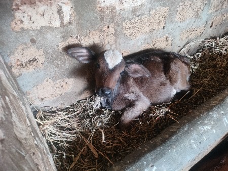 hf વાછડી વેચવા ની છે ઓરીજનલ