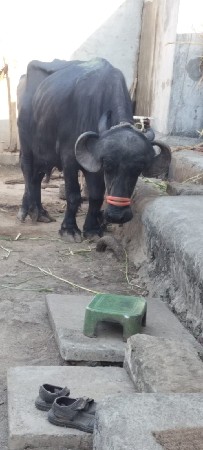 ભેસ વેચવાની છે