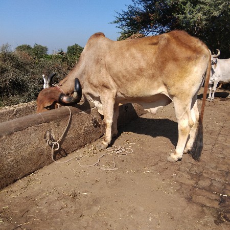 વેચવાના છે