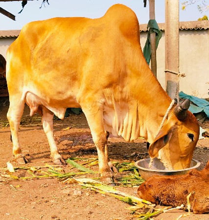 थंबनेल 3