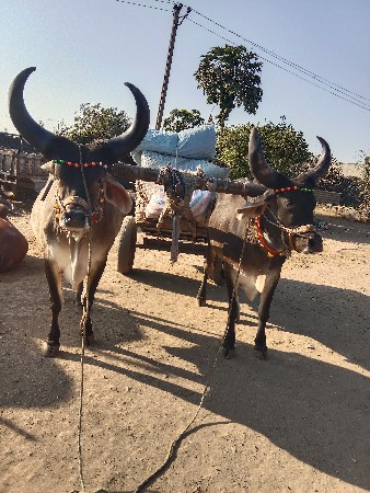 ગોઢલ વચવાનછે