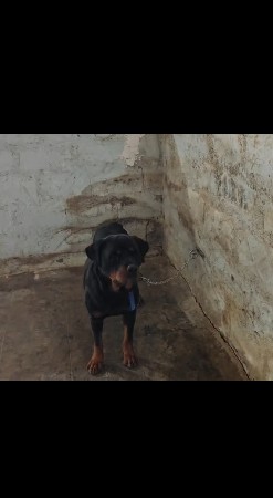 રોટવિલર મેલ અને સેન્ટ બર્નાડ મેલ