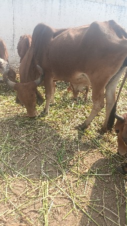 थंबनेल 4