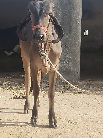 थंबनेल 3