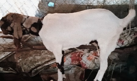 થંબનેલ 3