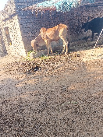 વાશળિ વેશવાની છે