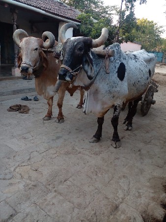 બળદ વેચવાના છે