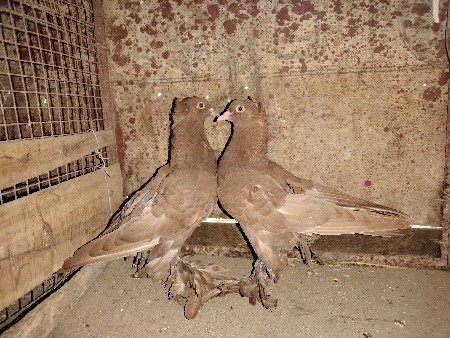 શીલા કબૂતર