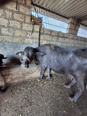 थंबनेल 2