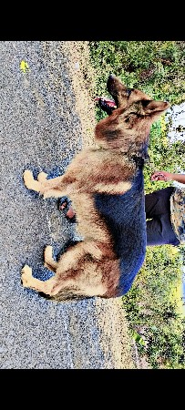 Jerman seferd stud male