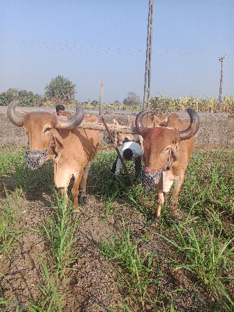 थंबनेल 2