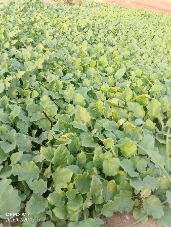 રીંગણી નો રોપ વેચવાનો છે.