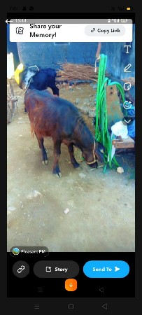 પાડો વેચવાનો છે