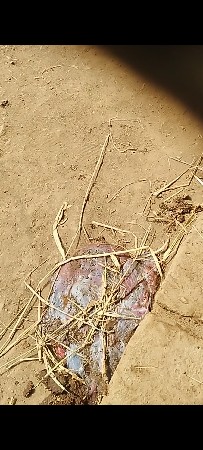 ભેસ વેચ વાનીછે