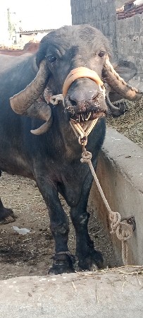 ભેંશ વેશવાની શોથુવેતરવિયાલછેડોઢ