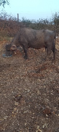 ભેંસ વેચવાની છે