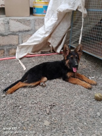 જર્મન શેફર્ડ ગલુડીયુ વેચવાનું છે