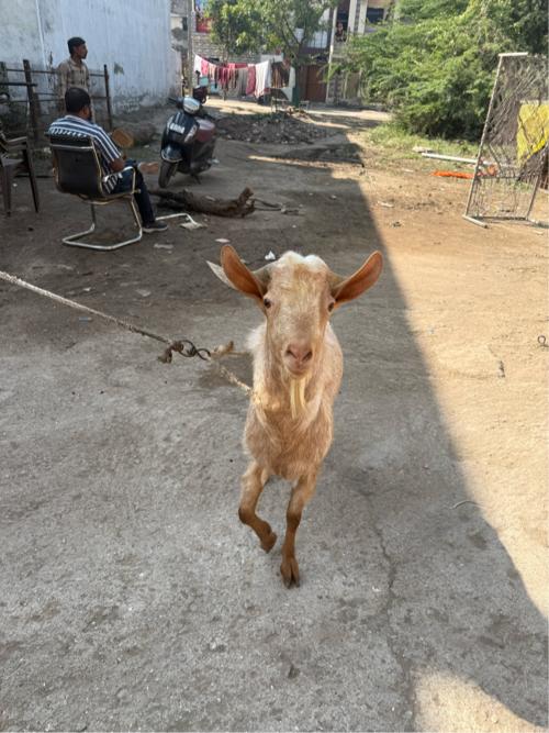 થંબનેલ 3