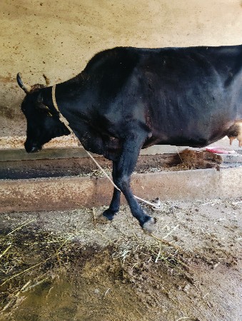 આગાયવેસવાનીસે