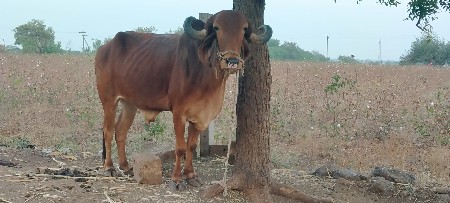 थंबनेल 2