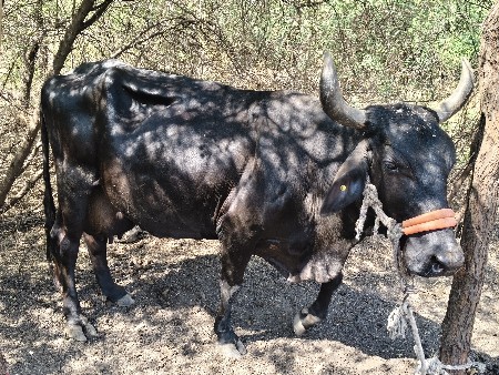 थंबनेल 3