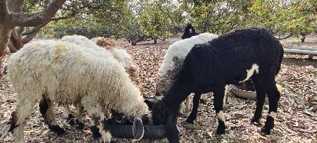 थंबनेल 3