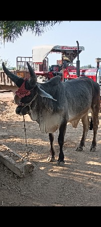 थंबनेल 3