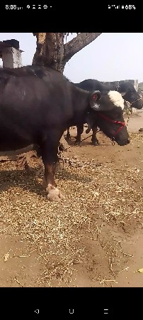 ખડેલા વેચવાના સે