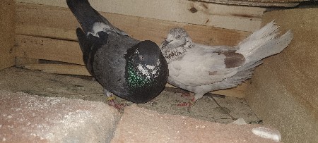 કબૂતર વેચવાના છે