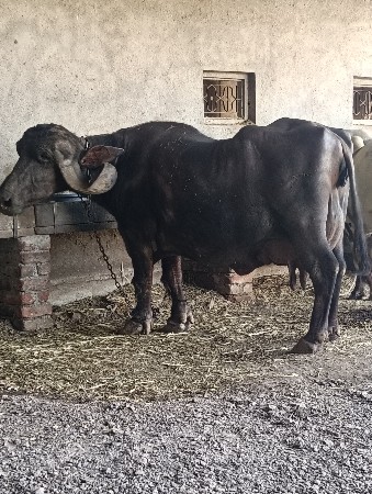 ભેંસ વેચવા ની છે