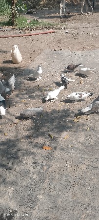 નરસન ટેકરી   માધવાણીકોલેજની પાછળ