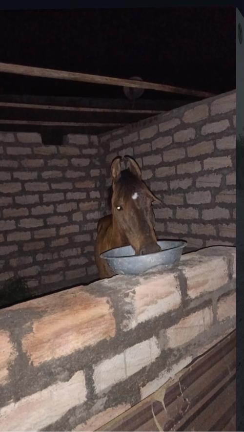 Ghodo vechva no se 
 Ghoda vechvano se, Angat rampara 2 no vashero se 
Umar 4 se