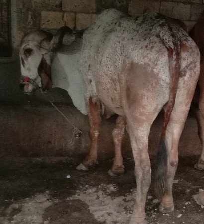 બળદ વેસવાનો છે