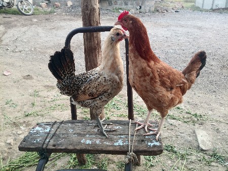 મુરઘી વેચવાની છે