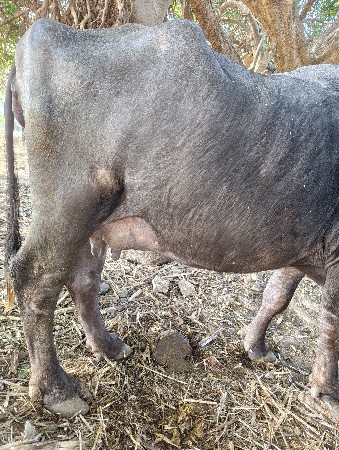 થંબનેલ 2