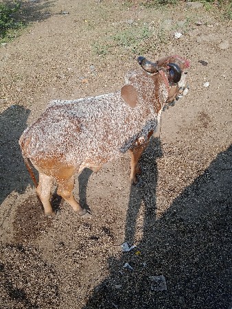 थंबनेल 3