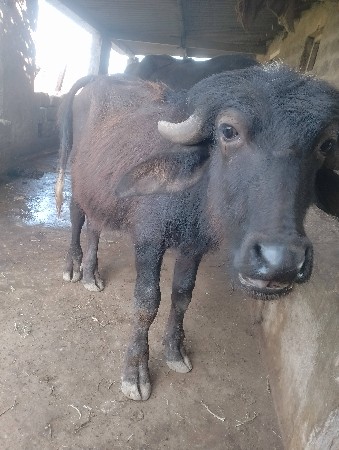 પાડો વેચવાનો છે