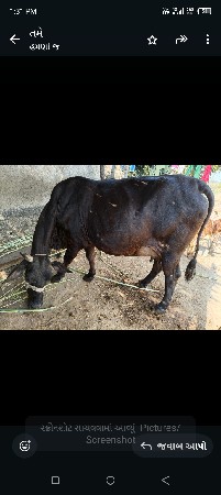 ગાય વેચવા નિ છે