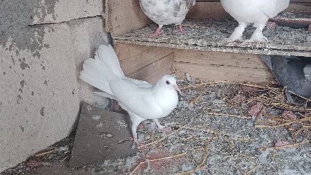 kabutar vechavana che