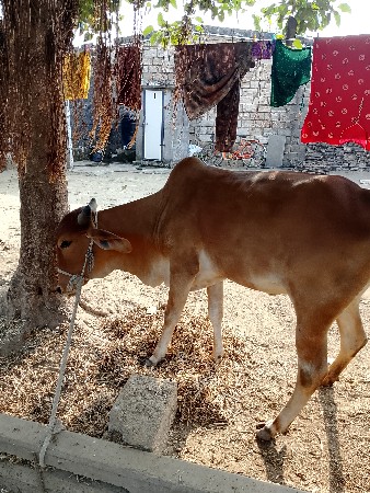 थंबनेल 3