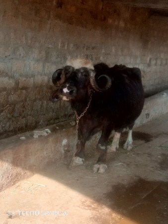 તીરજુ વેતર વ્યાસે 10 15 દીવની v