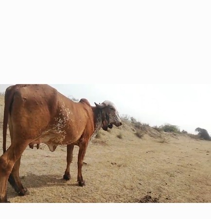 थंबनेल 2