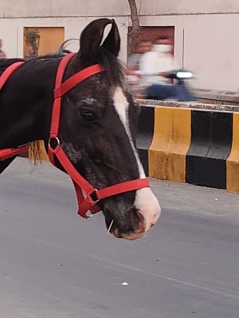 ઘોડી વેચવાની છે