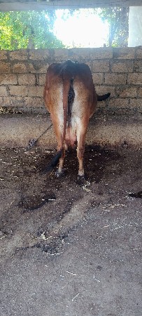 ગાય વેચવાની છે