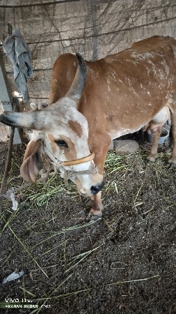 થંબનેલ 2